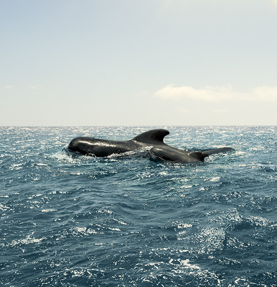 Ballenas en las Islas Canarias