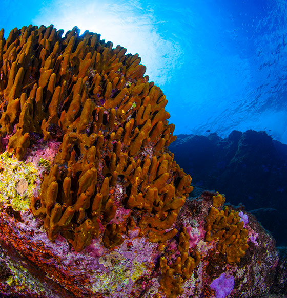 Fondo marinos La Gomera