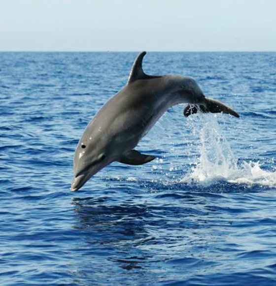 Royal Delfin - listado