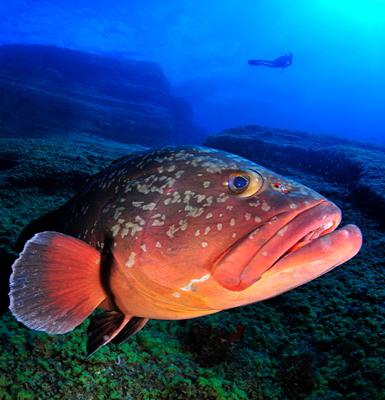 Benthos Buceo El Hierro - listado