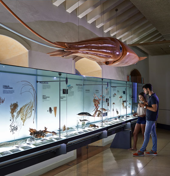 MUNA - Museo de Naturaleza y Arqueología - listado