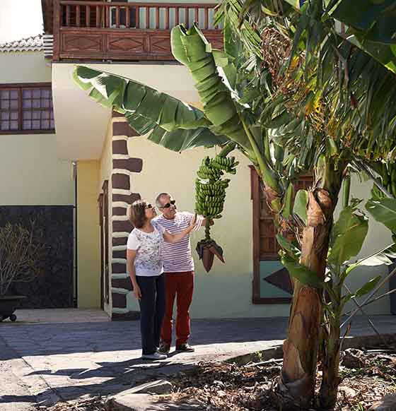 Museo del plátano