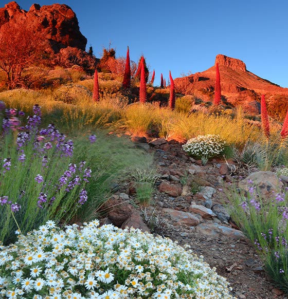 Subida al Teide - listado