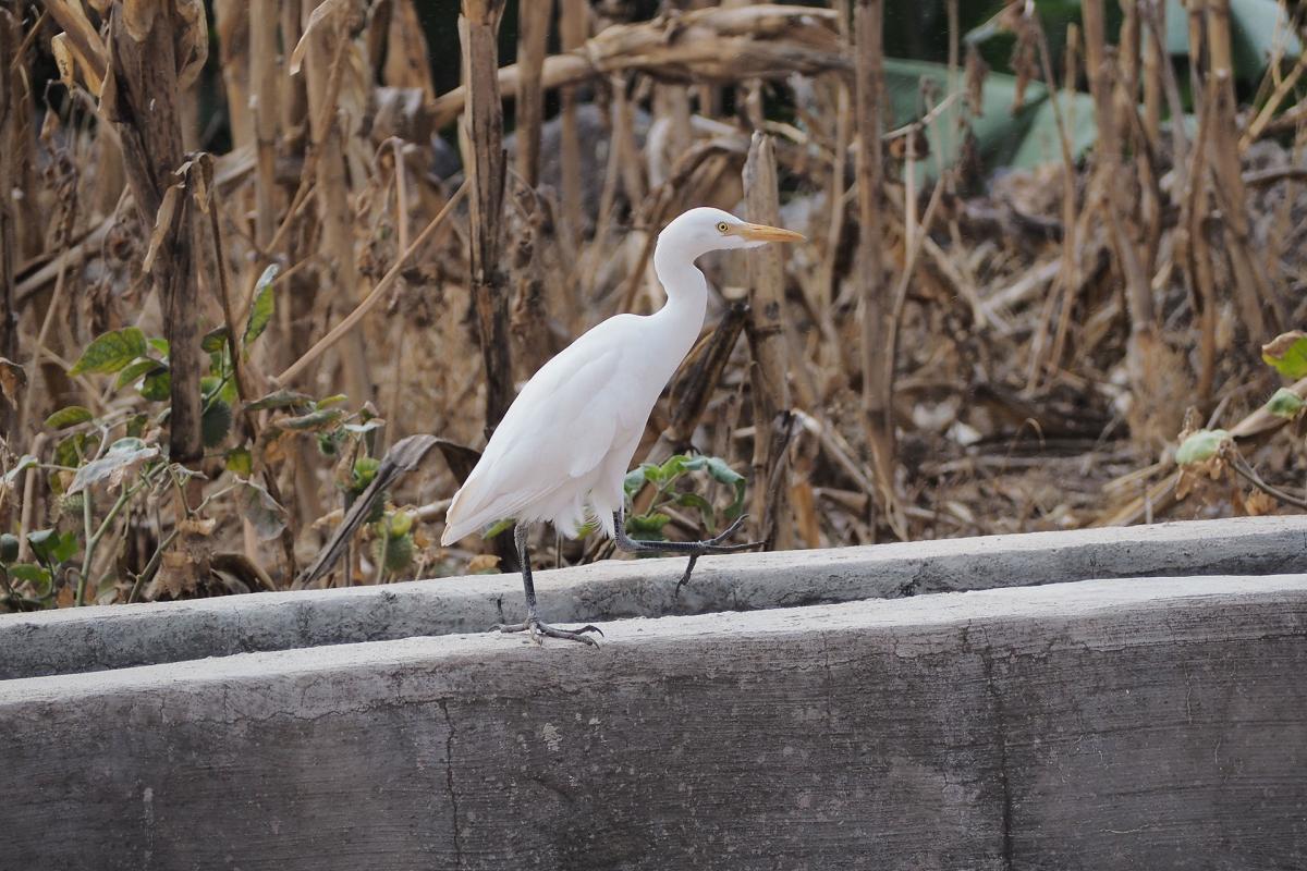 Garza, Valle Gran Rey