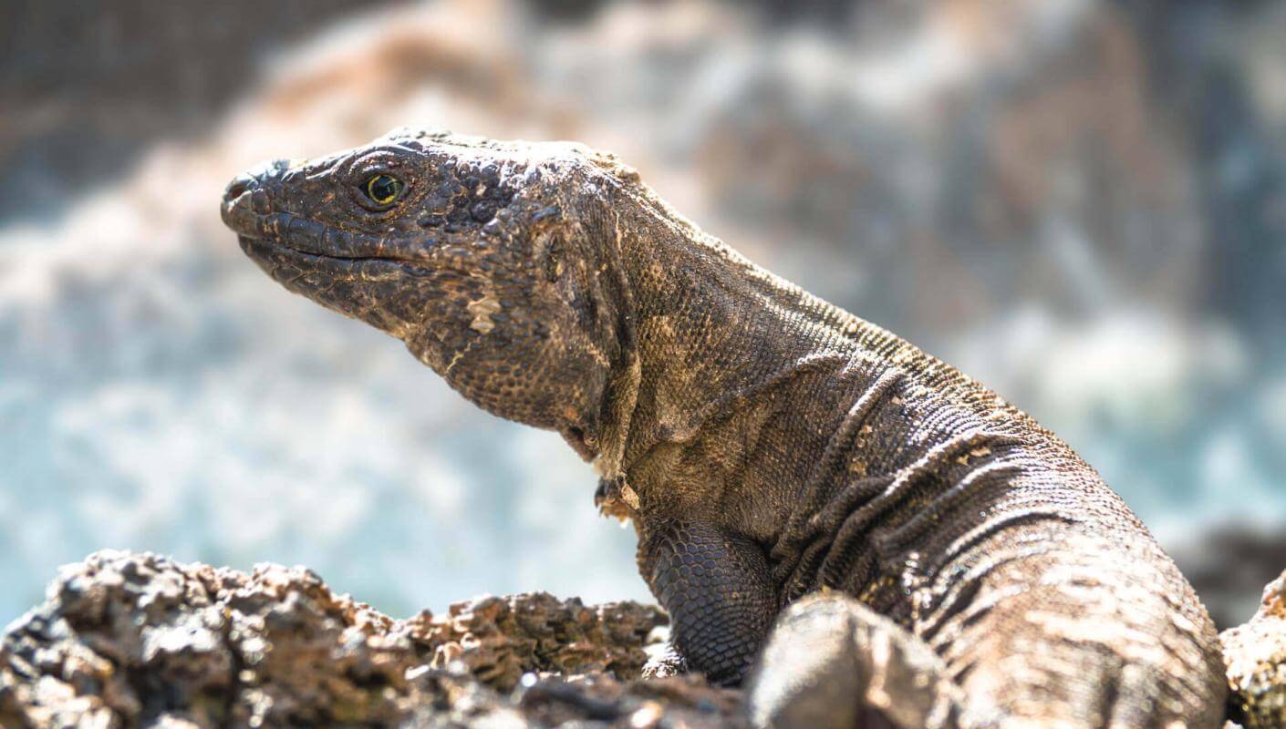 Lagarto gigante (skyddad endemisk ödla från Kanarieöarna) på El Hierro som solar på en vulkansten.