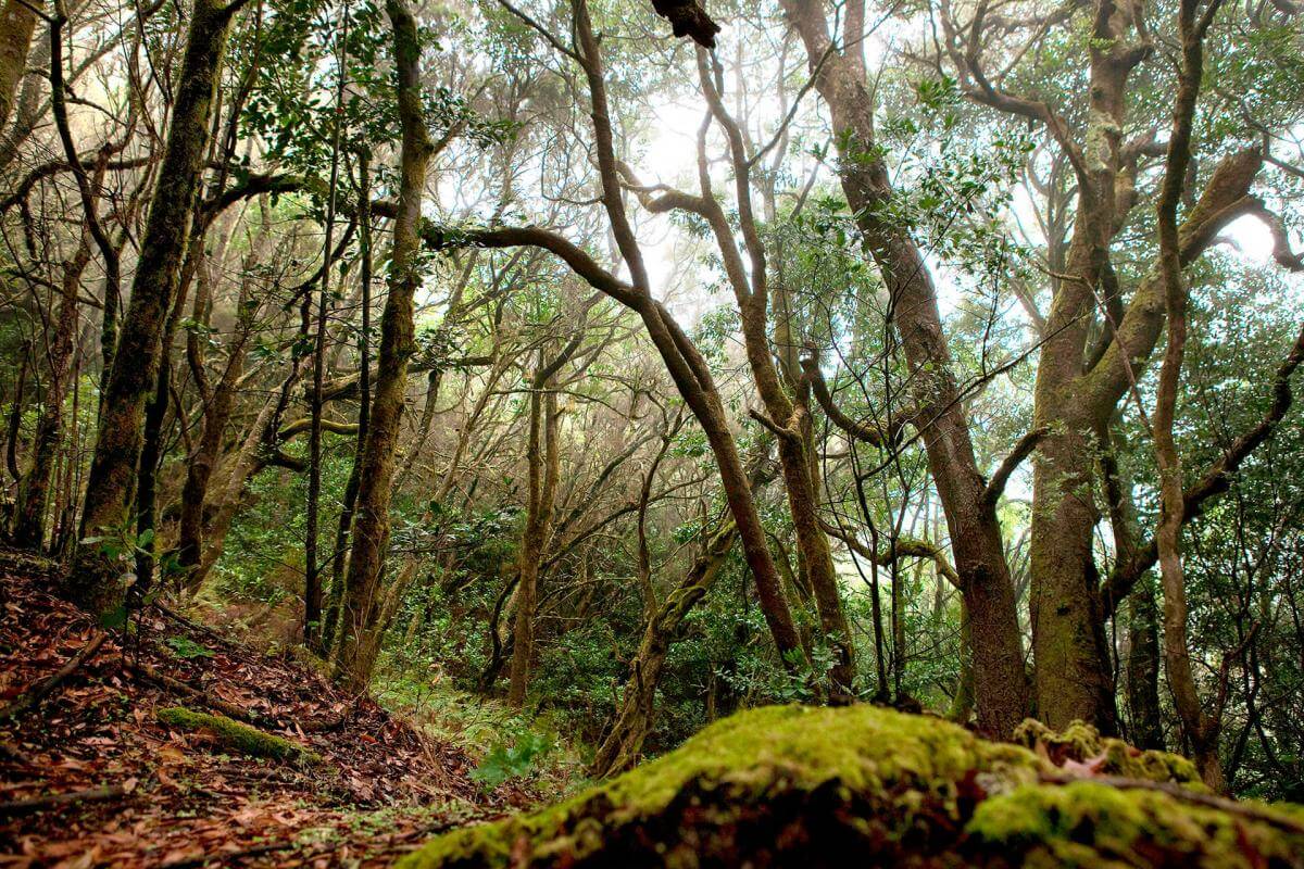 Parque Nacional de Garajonay, en La Gomera