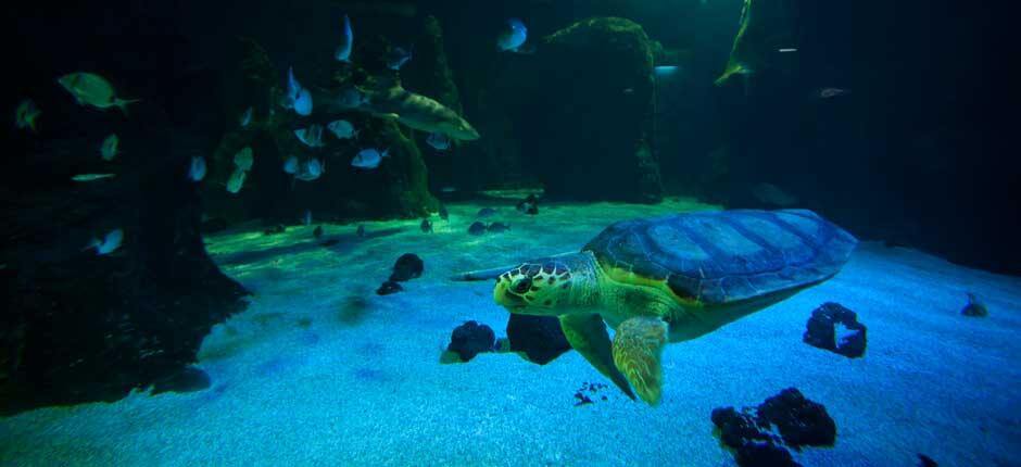 Aquarium Akvarier på Lanzarote 
