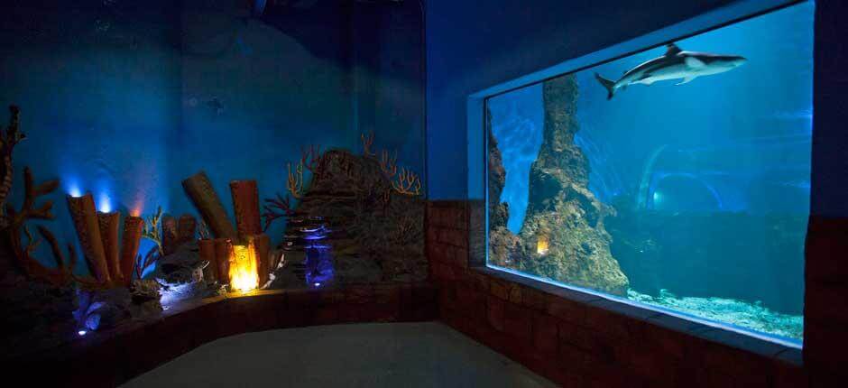 Aquarium Akvarier på Lanzarote 