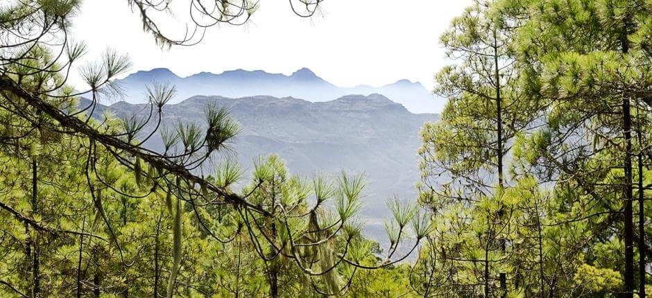 Tamadaba–Bajada de Faneque + Senderos de Gran Canaria