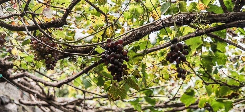 Bodegas Los Berrazales+ Vinkällare på Gran Canaria