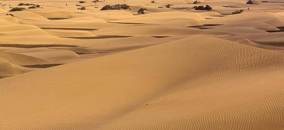 Det särskilda skyddsområdet Las Dunas de Maspalomas på Gran Canaria