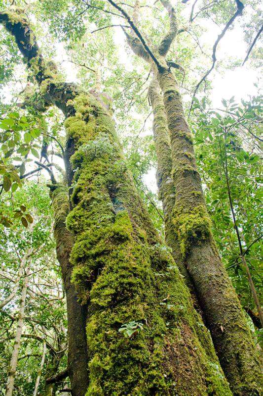 Sendero Contadero-El Cedro