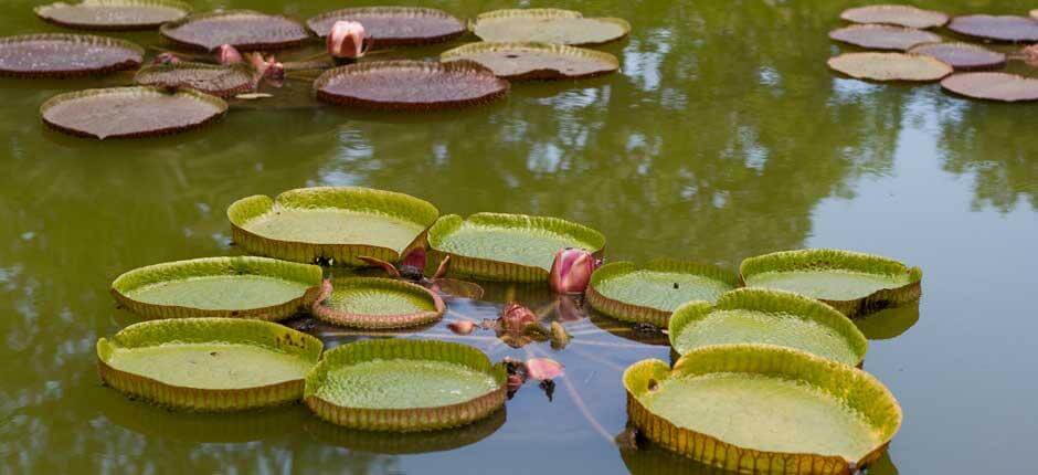 Jardín de Aclimatación de La Orotava Muséer och turistcenter på Teneriffa