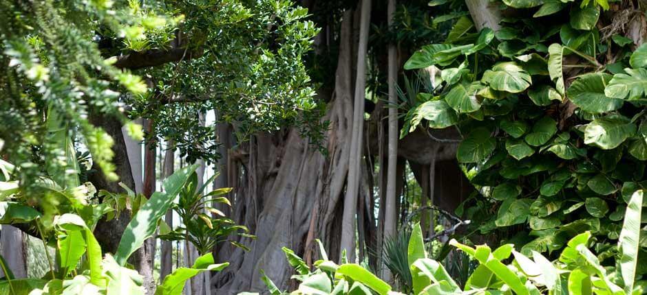 Jardín de Aclimatación de La Orotava Muséer och turistcenter på Teneriffa
