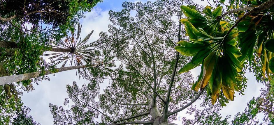 Jardín de Aclimatación de La Orotava Muséer och turistcenter på Teneriffa