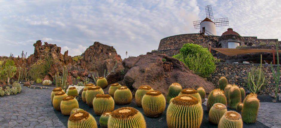 Kaktusträdgård Muséer och turistcenter på Lanzarote