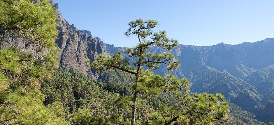 Caldera de Taburiente. Senderos de La Palma