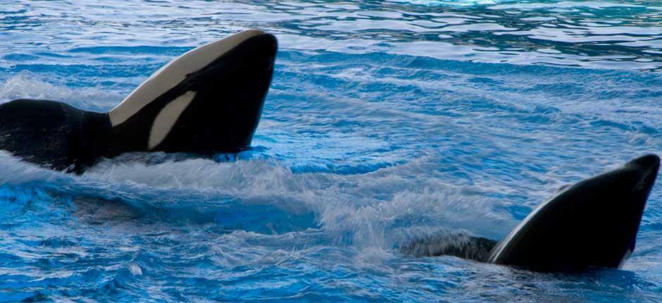 Loro Parque Djurparker på Teneriffa