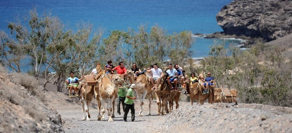 Oasis Park Fuerteventura Djurparker på Fuerteventura