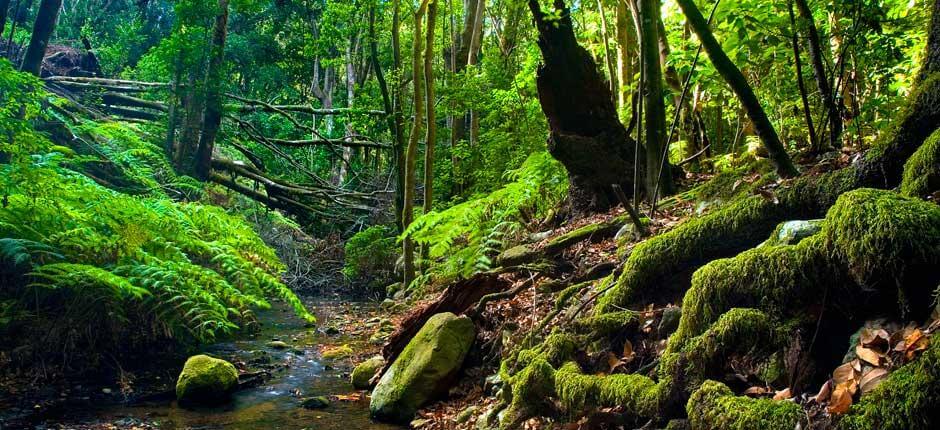 Parque Nacional de Garajonay, en La Gomera