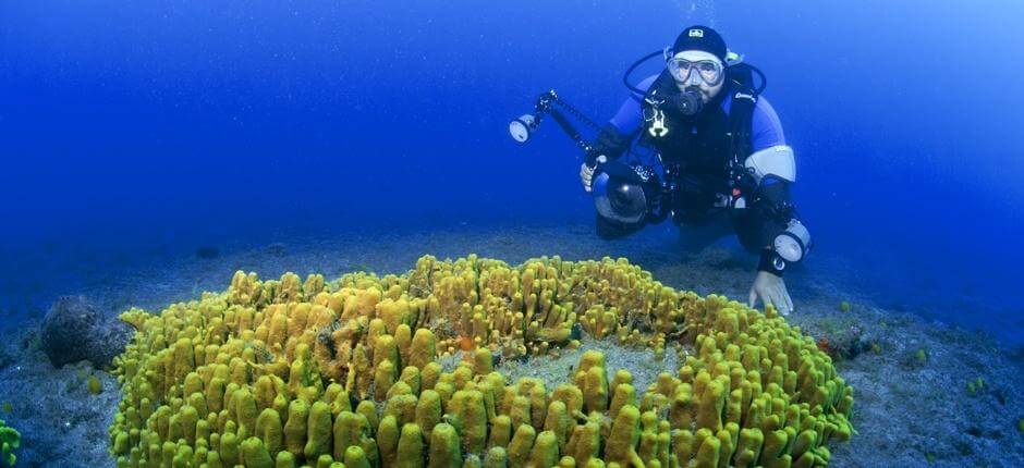 Dyka i Risco Verde, på Gran Canaria