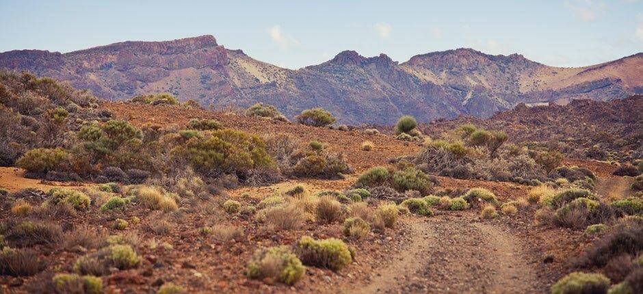 Traillöpning på Teneriffa, Traillöpning