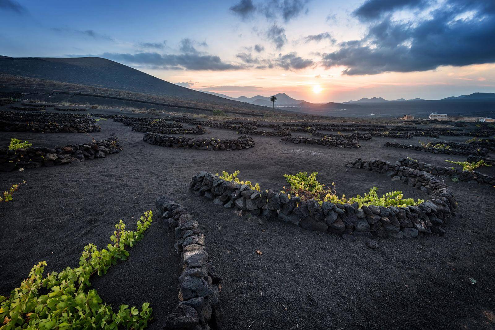 La Geria, Lanzarote. 