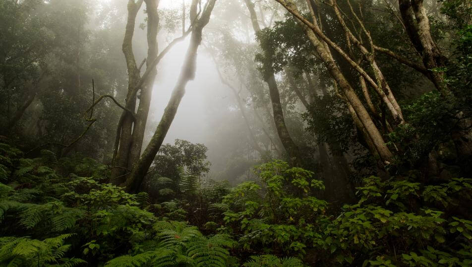 Parque-Nacional-Garajonay-La-Gomera