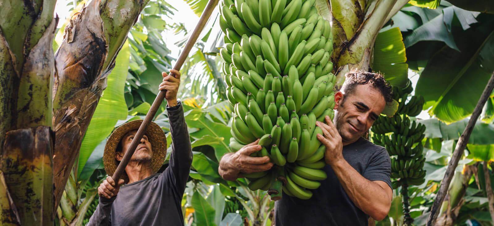 Bananträden. La Palma