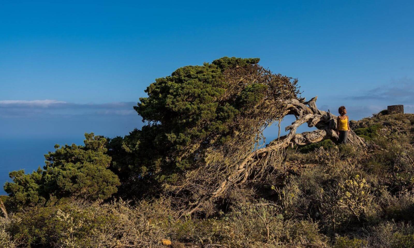 El Sabinar. El Hierro.