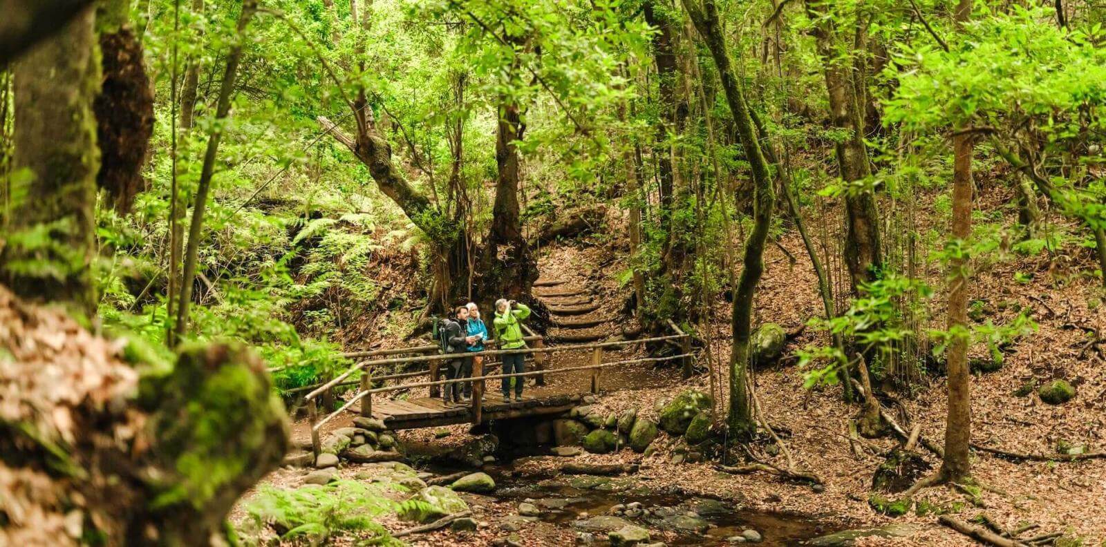 En grupp som vandrar i en grön skog och korsar en bro över en bäck i Anagas landsbygdspark på Tenerife.