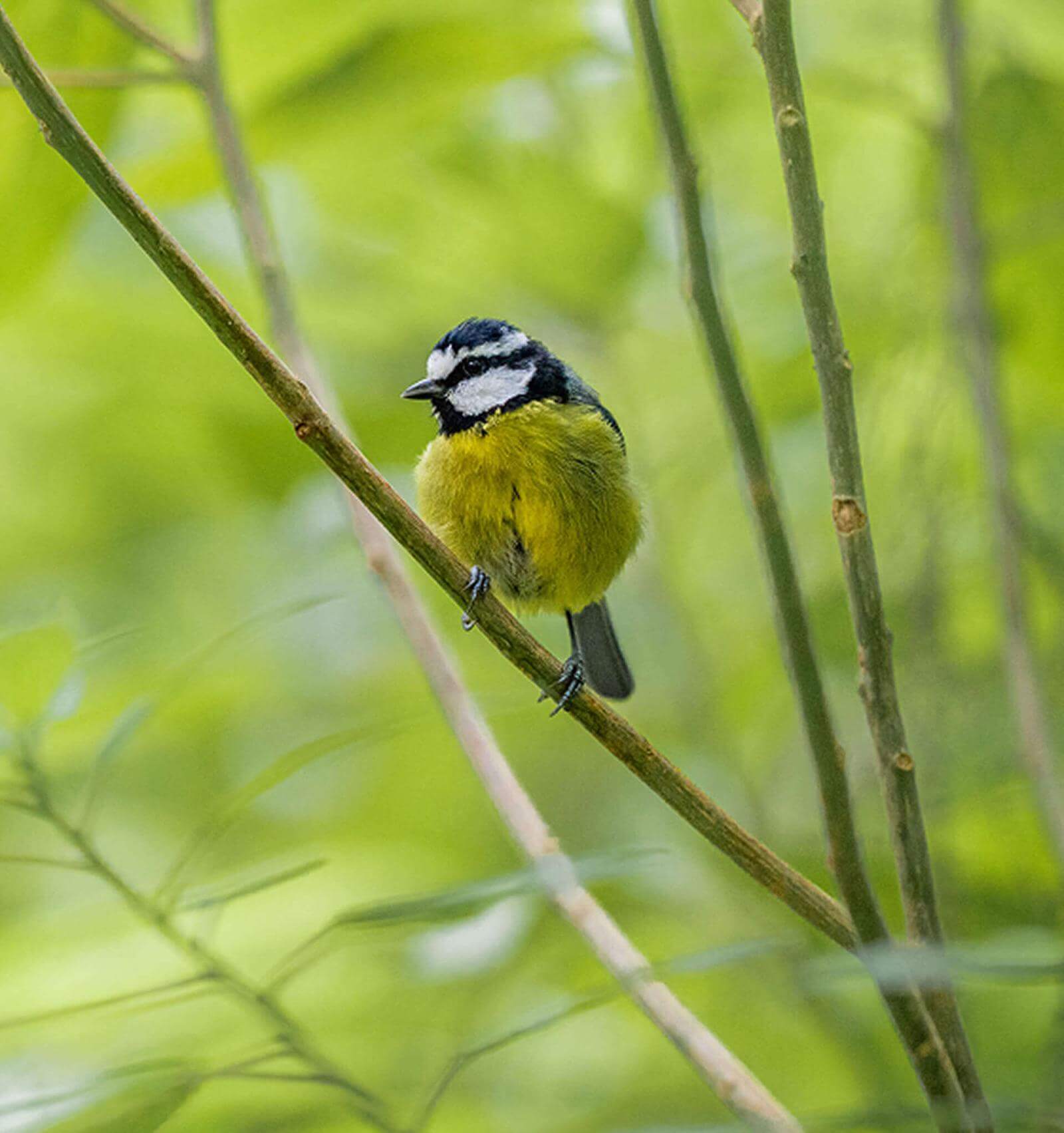 En liten fågel med gult bröst och blått och vitt huvud sitter uppe på en gren bland grön vegetation.