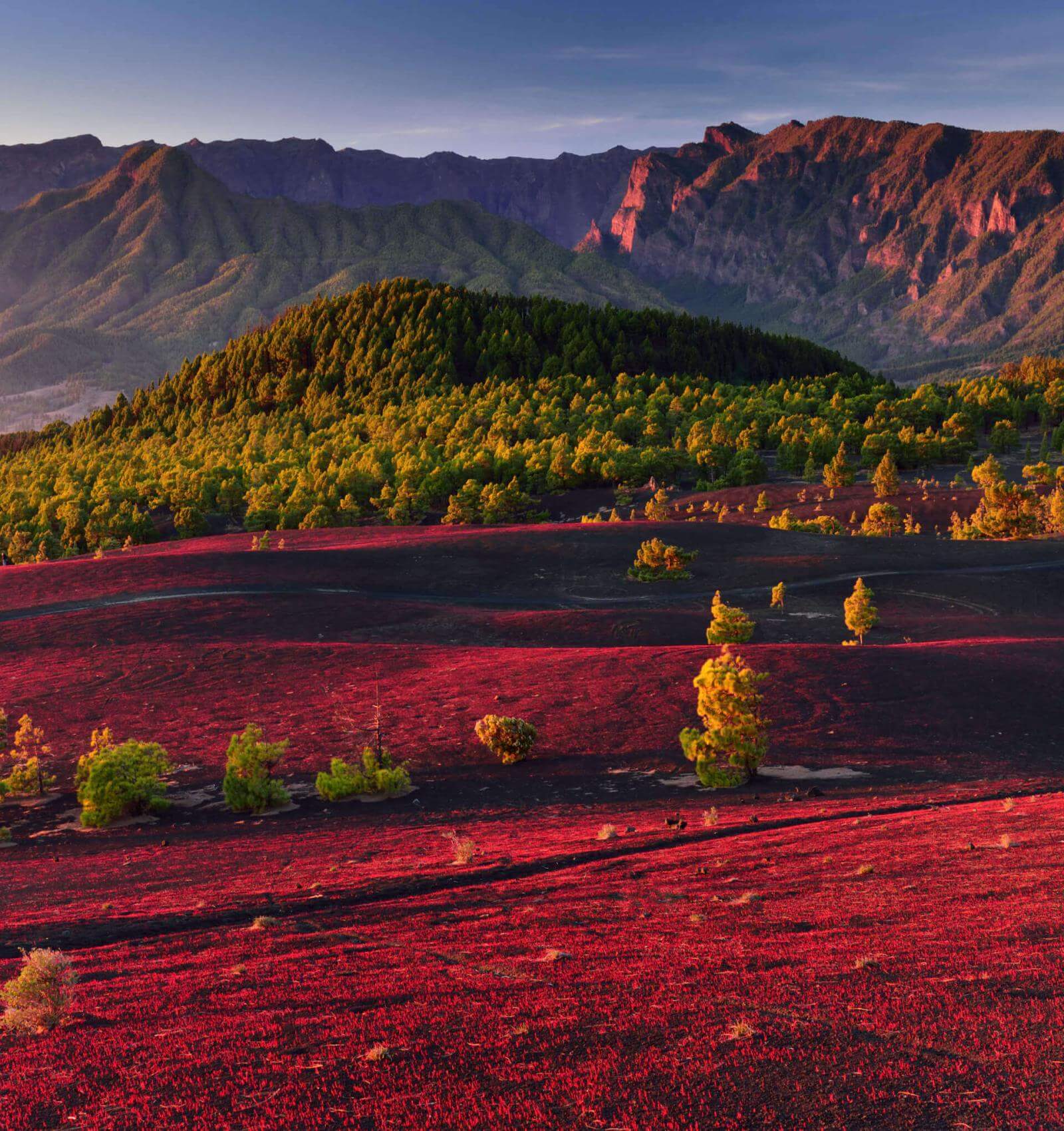 Llanos del Jable på La Palma, med en rödaktig vulkanslätt, kanarietallskog och berg som bakgrund.