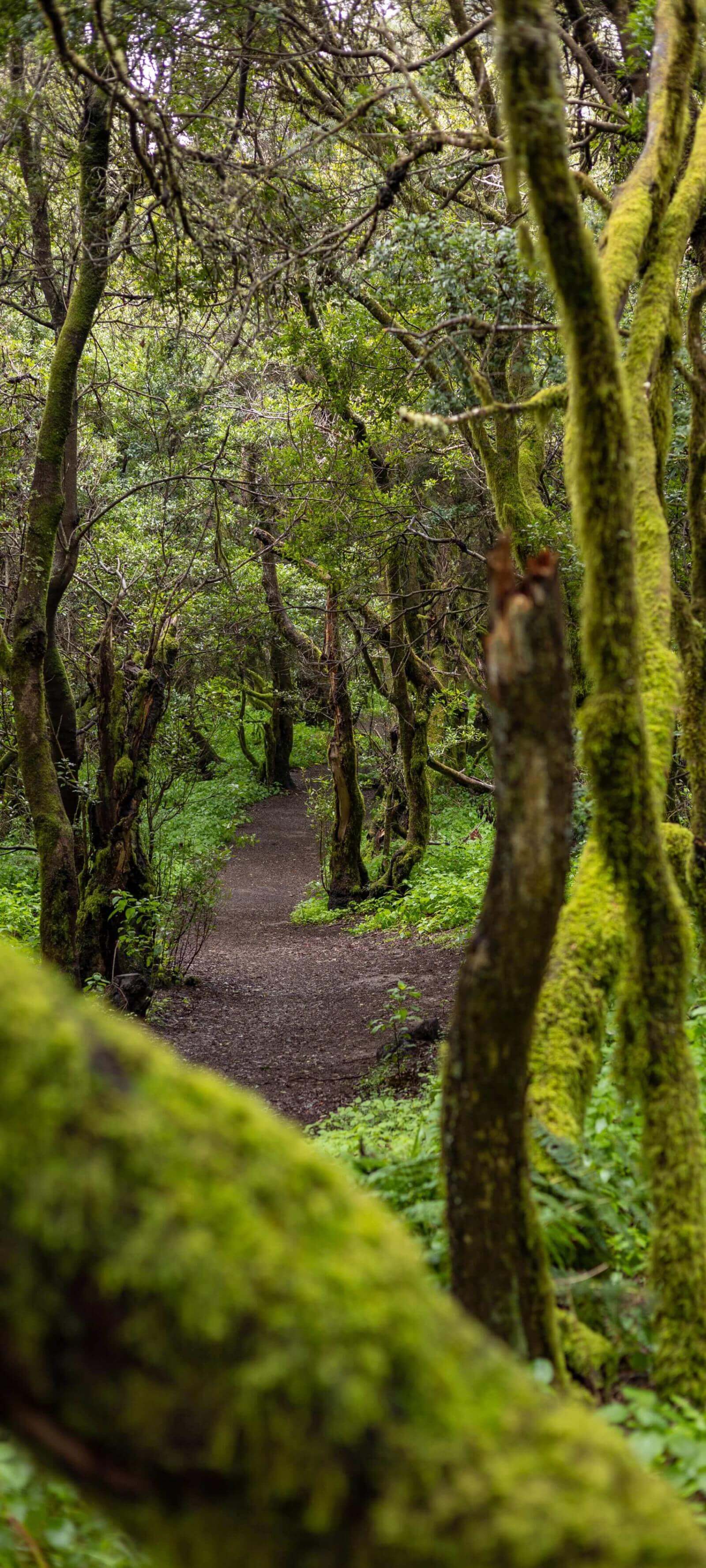 Vandringsleden La Llanía på El Hierro korsar en frodig lagerskog med trädstammar som är klädda med mossa.