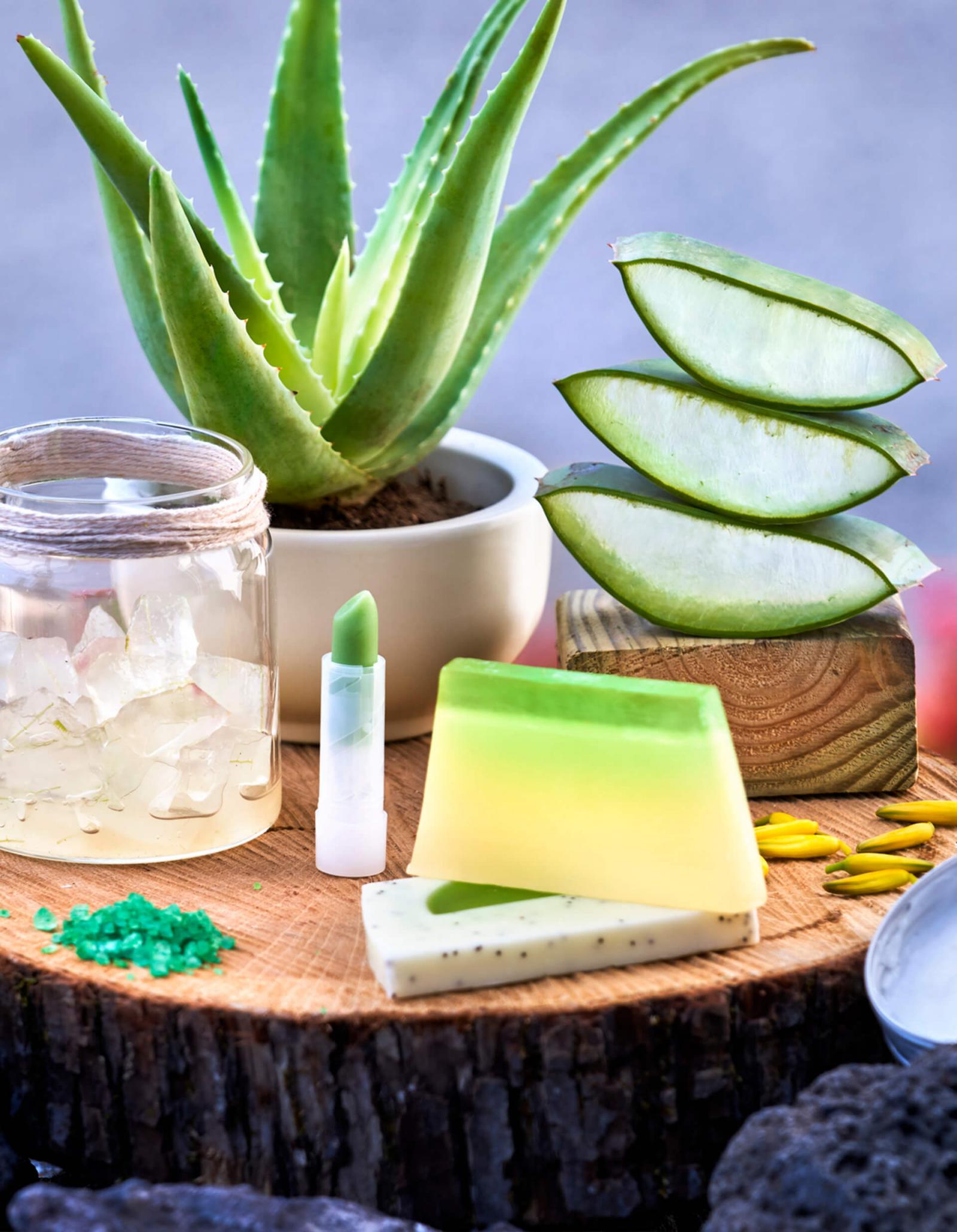 Imagen - Producto Canario - Aloe Vera - 07