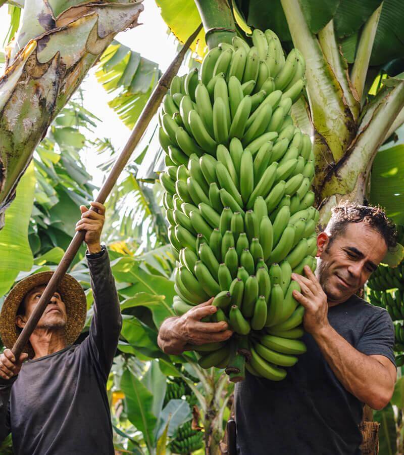 Bananträden. La Palma