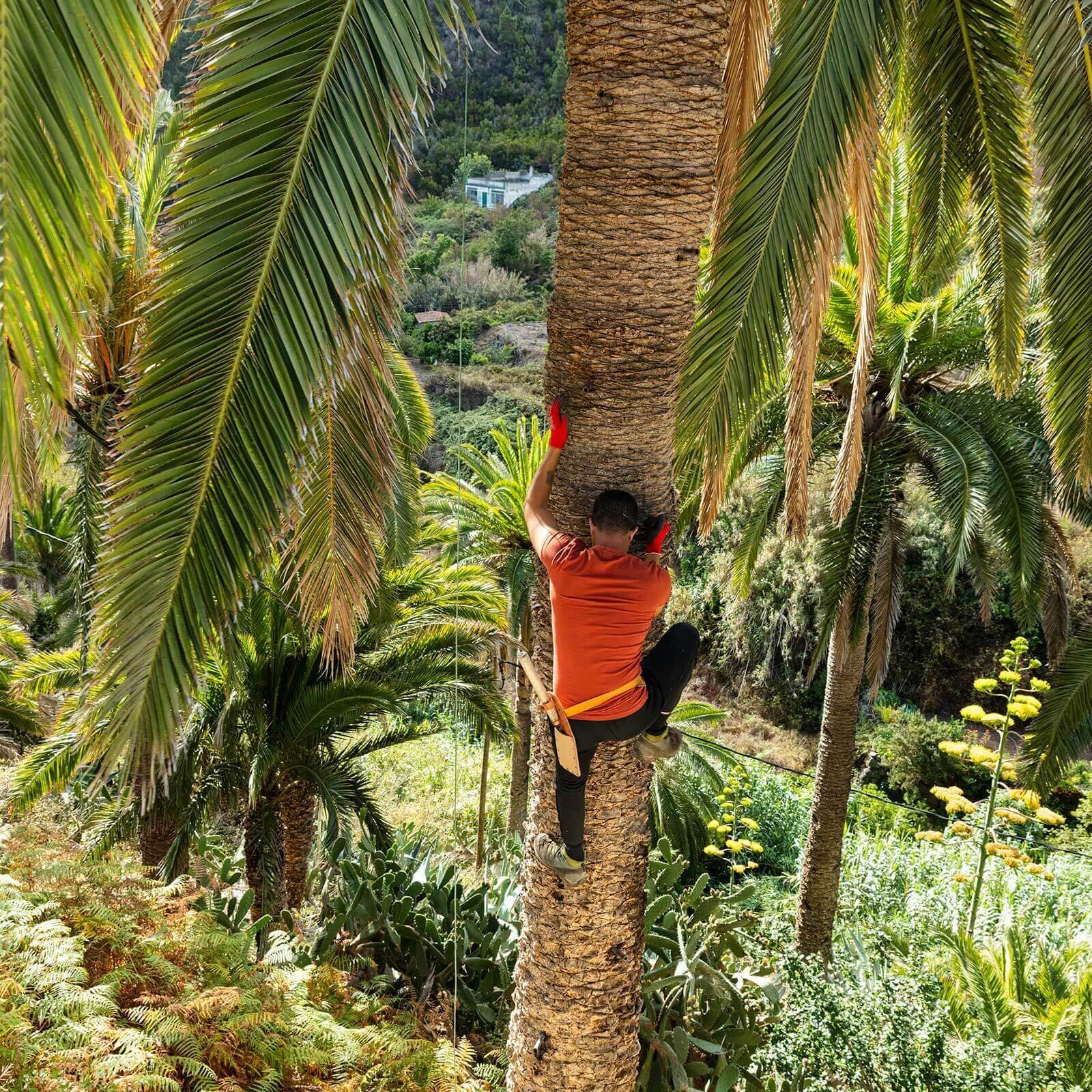 Kanariska palmen. ”Palmhonung”