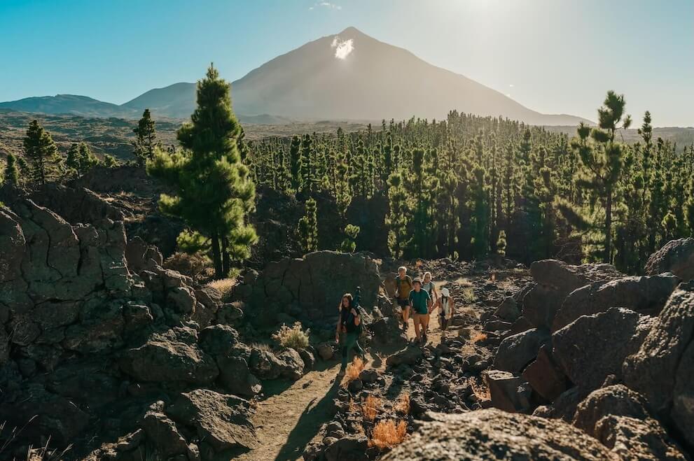 En grupp som vandrar på Tenerife bland vulkaniska klippformationer och kanarietallar med Teide i bakgrunden.