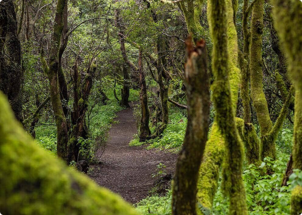 Vandringsleden La Llanía på El Hierro korsar en frodig lagerskog med trädstammar som är klädda med mossa.