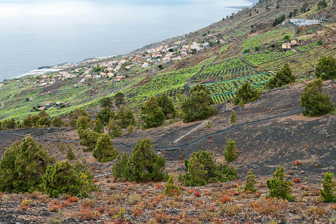 Sendero Volcanes de Fuencaliente