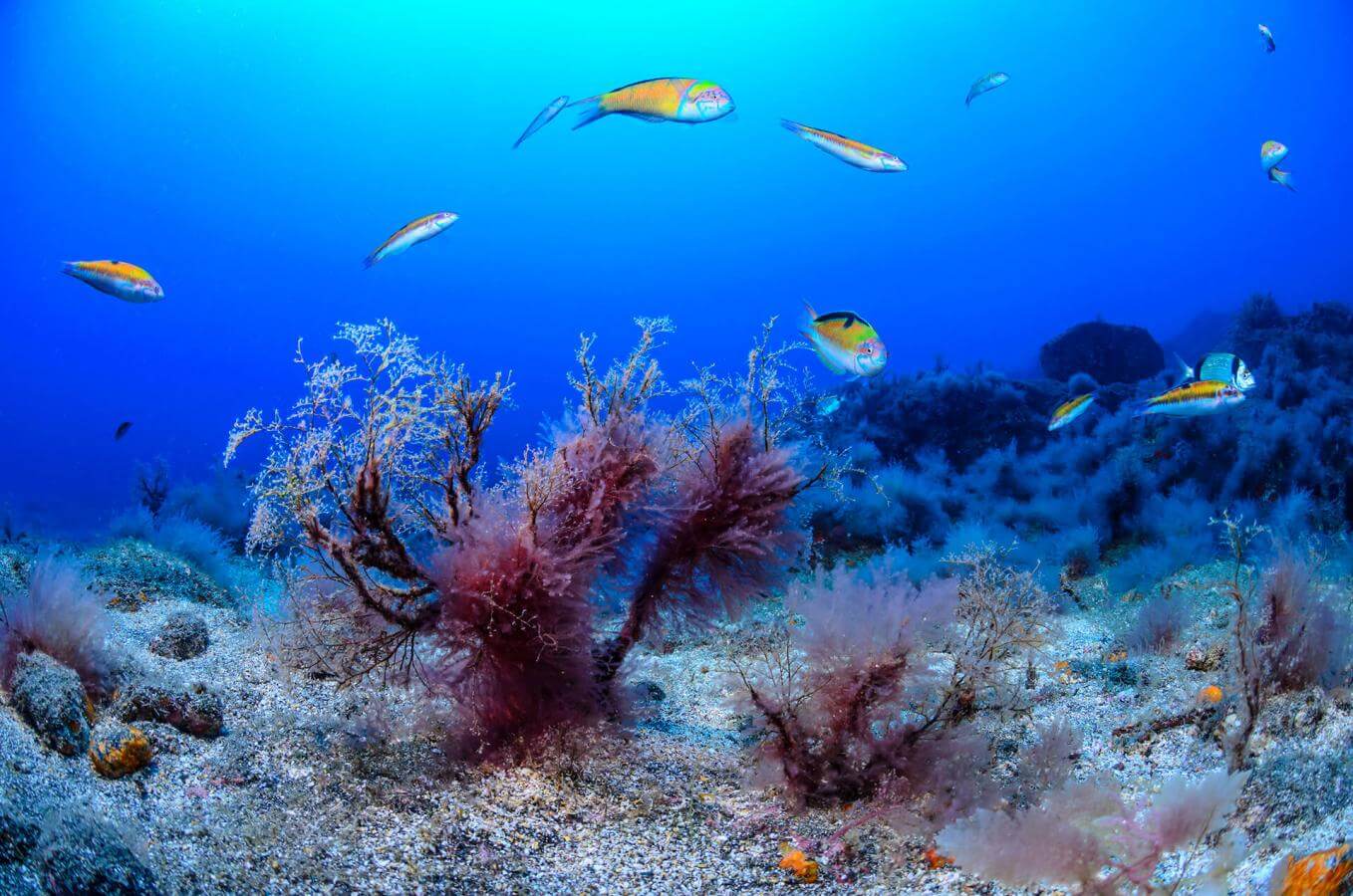 La Cuevita Submarinismo en La Gomera