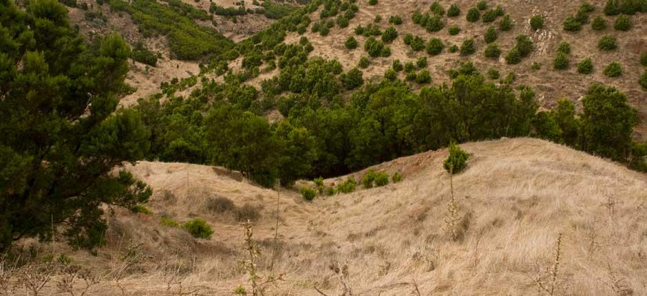 Garoé-trädet, på El Hierro