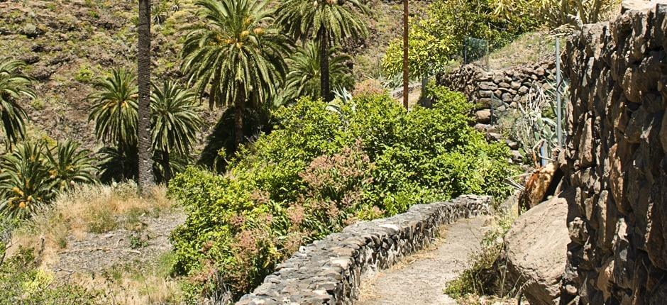 Playa Santiago–Benchijigua + Vandringsleder på La Gomera