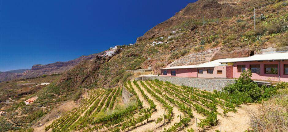 Bodega Bentayga på Gran Canaria