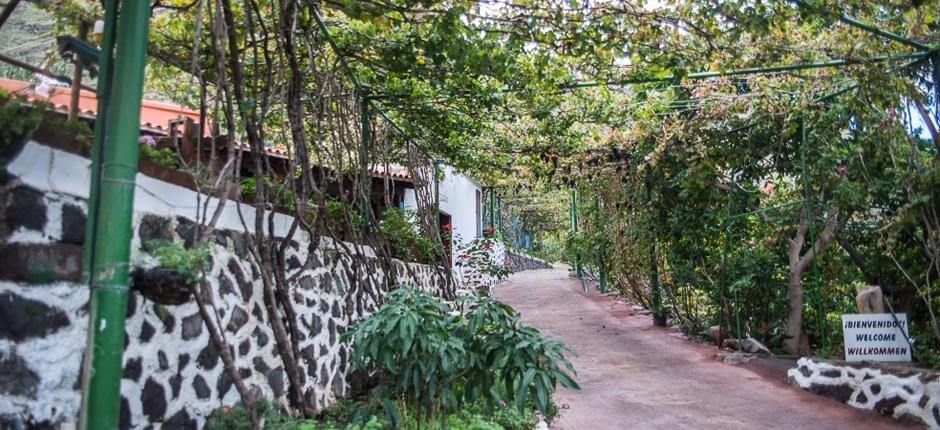 Bodegas Los Berrazales+ Vinkällare på Gran Canaria