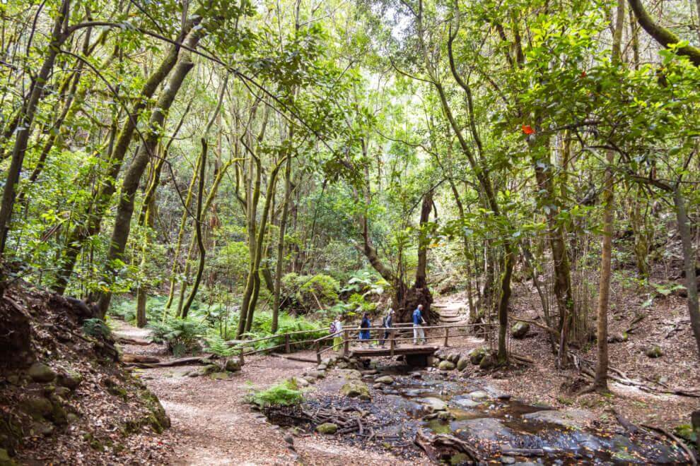 El Cedro - Garajonay