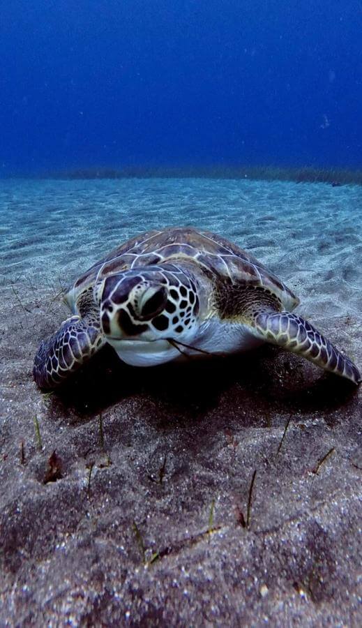 Barbarian Diving Tenerife