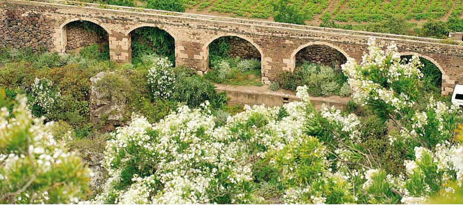 Viera y Clavijo botanisk trädgård Muséer och turistcenter på Gran Canaria