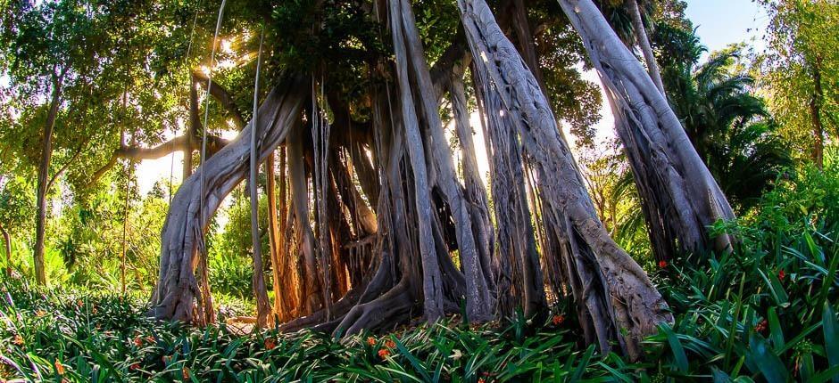 Jardín de Aclimatación de La Orotava Muséer och turistcenter på Teneriffa