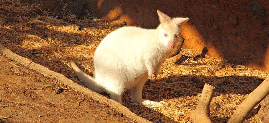 Maroparque Djurparker på La Palma